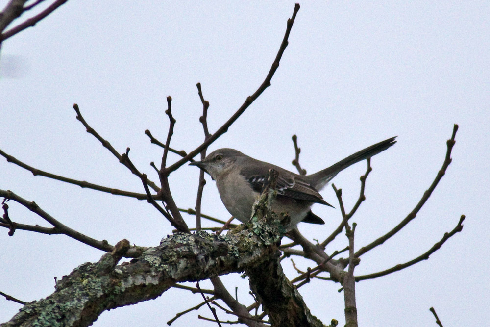 Northern Mockingbird